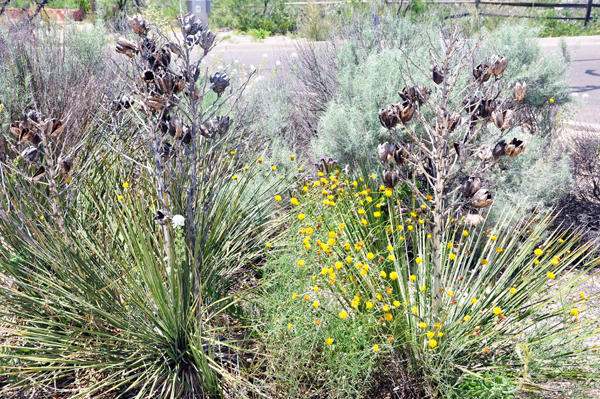 desert plants